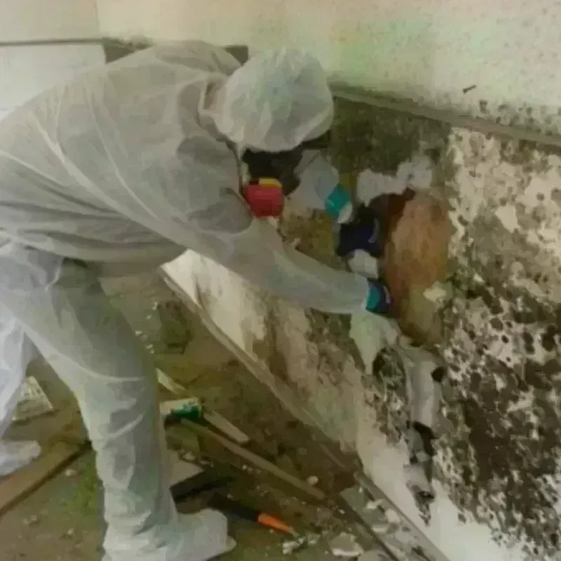 Mold Remediation and Removal in Hayfork, CA